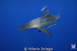 A Silky shark comes close in defense of the bait ball he ... by Hilario Itriago 
